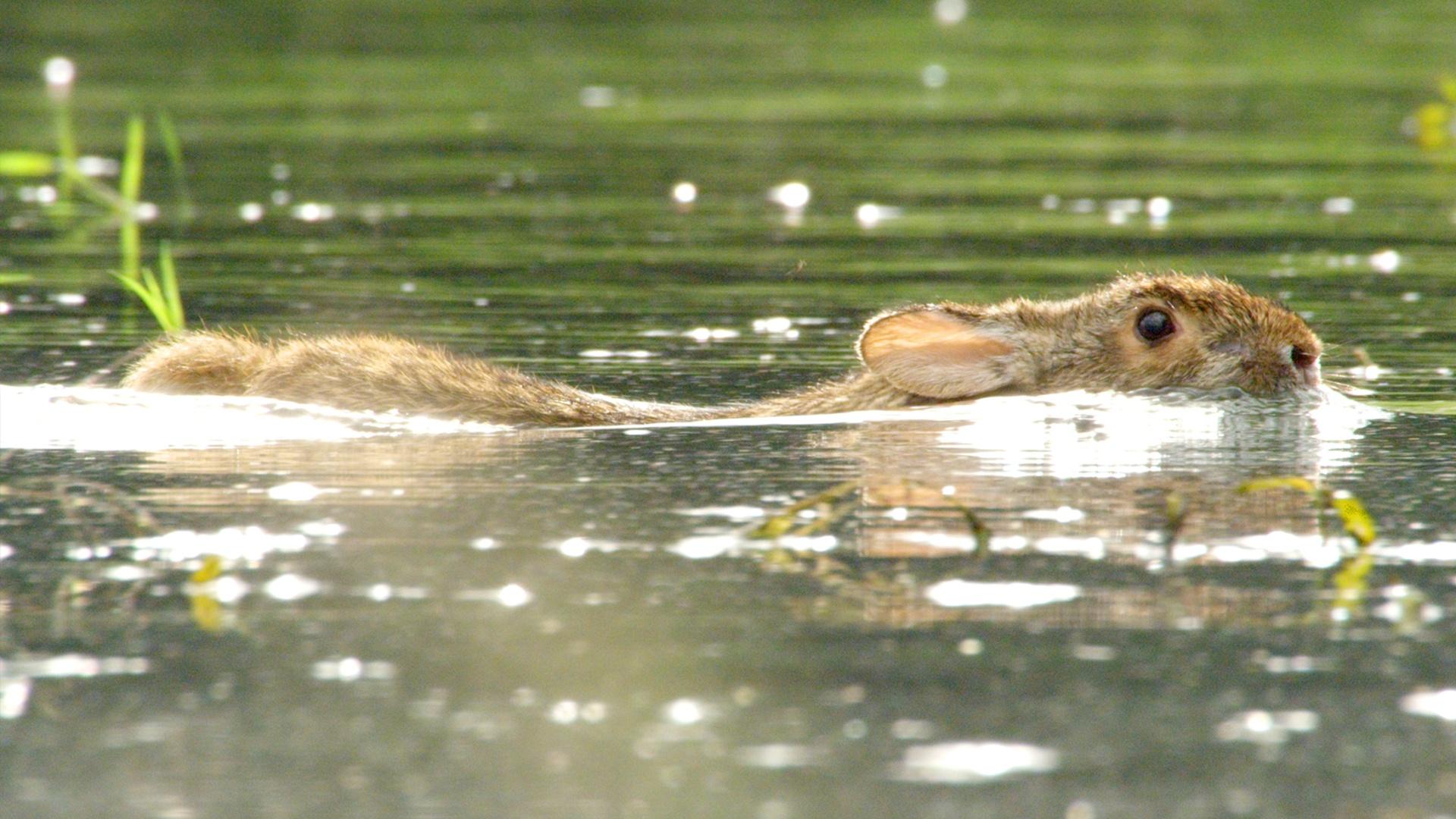 A rabbit swimming in water